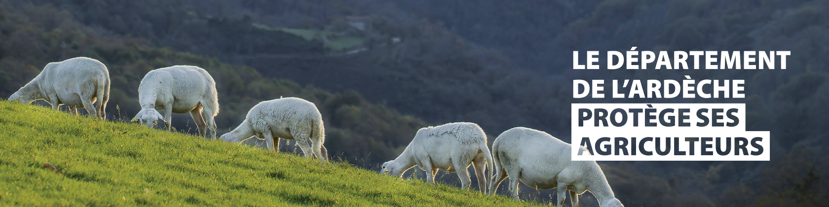 Fièvre catarrhale ovine