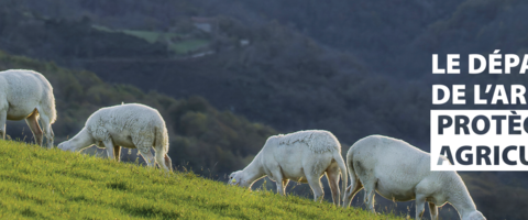 Fièvre catarrhale ovine