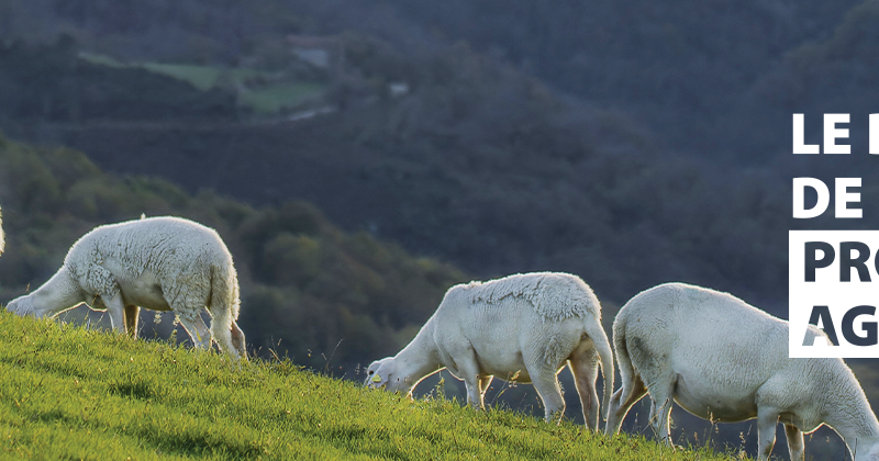 Fièvre catarrhale ovine